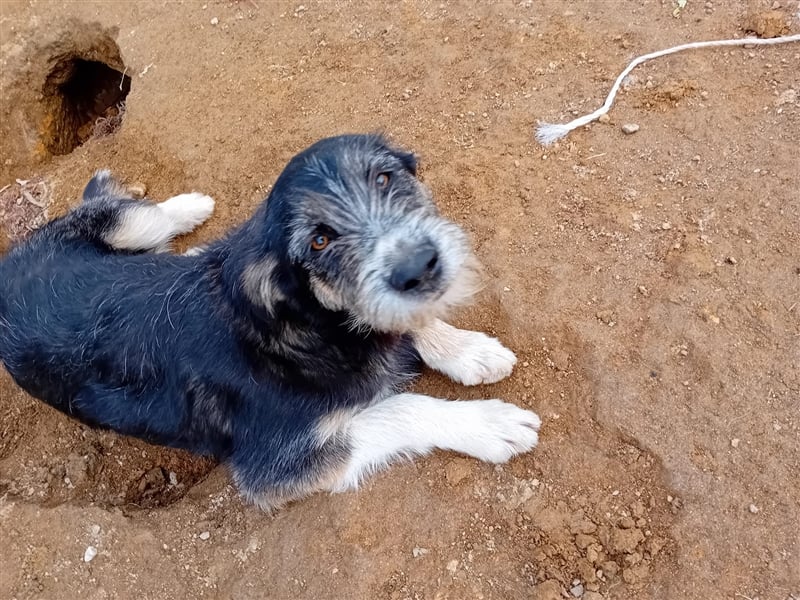 FRED sucht sein Traumkörbchen