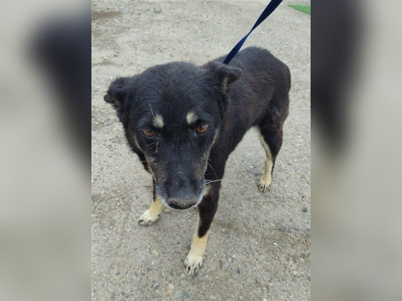 Notfall Gnadenplatz gesucht