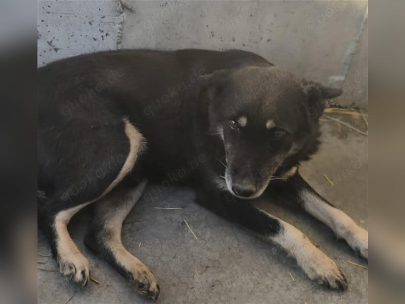 Notfall Gnadenplatz gesucht