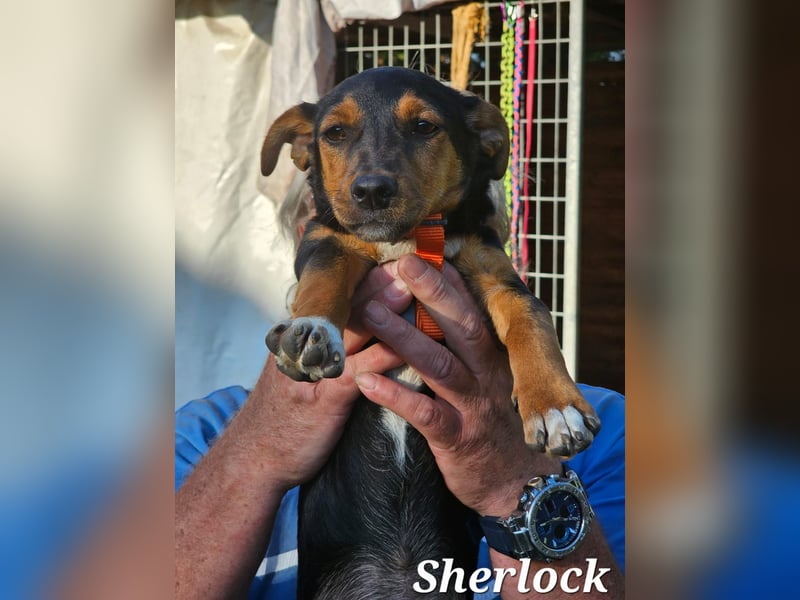 Sherlock freut sich auf Deinen Besuch
