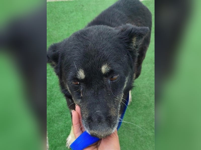 Notfall Gnadenplatz gesucht