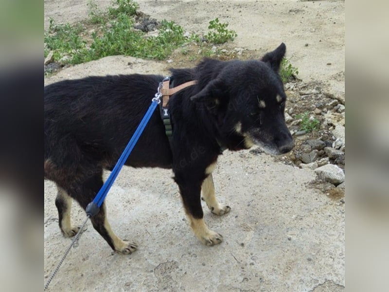 Notfall Gnadenplatz gesucht