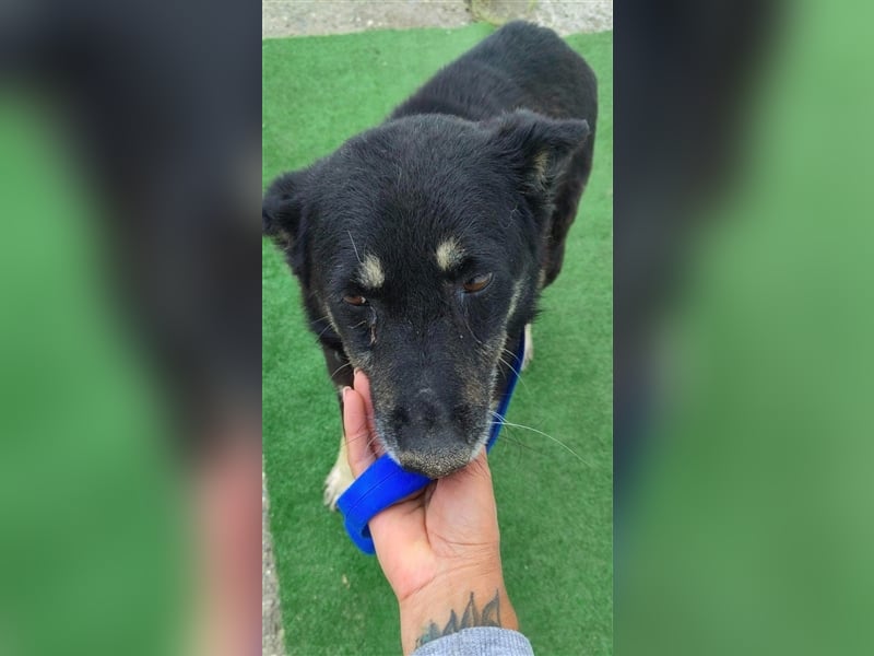 Gnadenplatz gesucht SOS