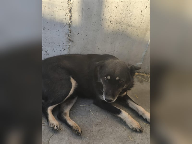 Gnadenplatz gesucht SOS