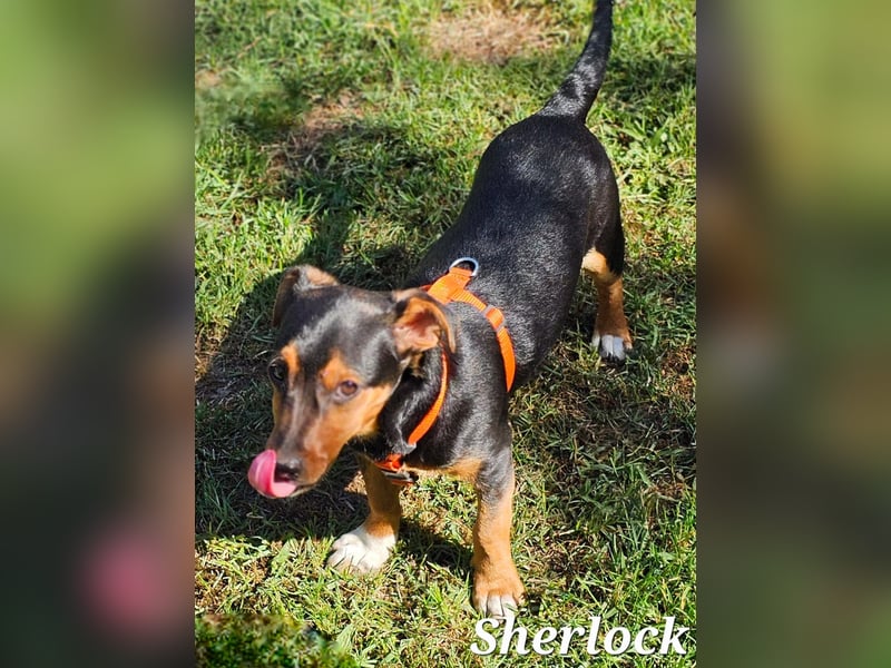 Sherlock freut sich auf Deinen Besuch