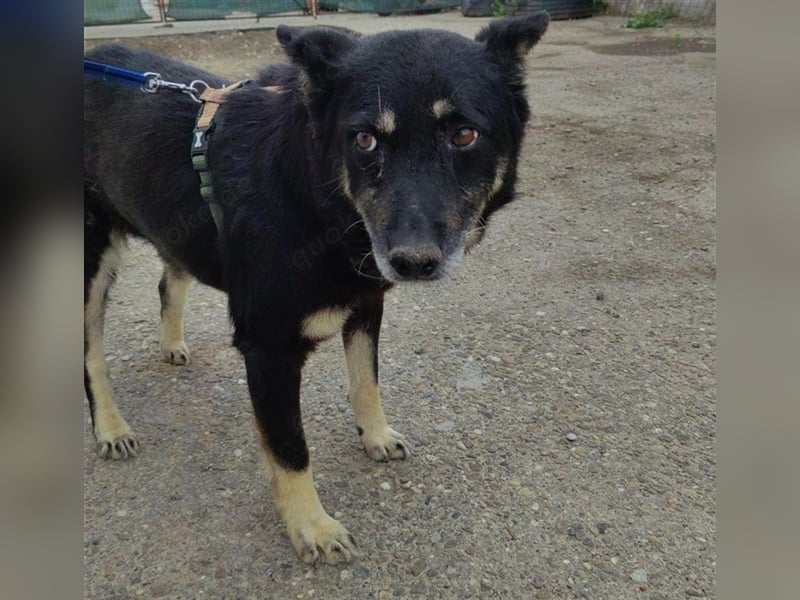 Notfall Gnadenplatz gesucht