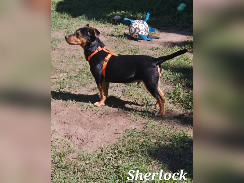 Sherlock freut sich auf Deinen Besuch