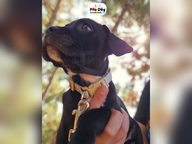 Hundebaby Sharik