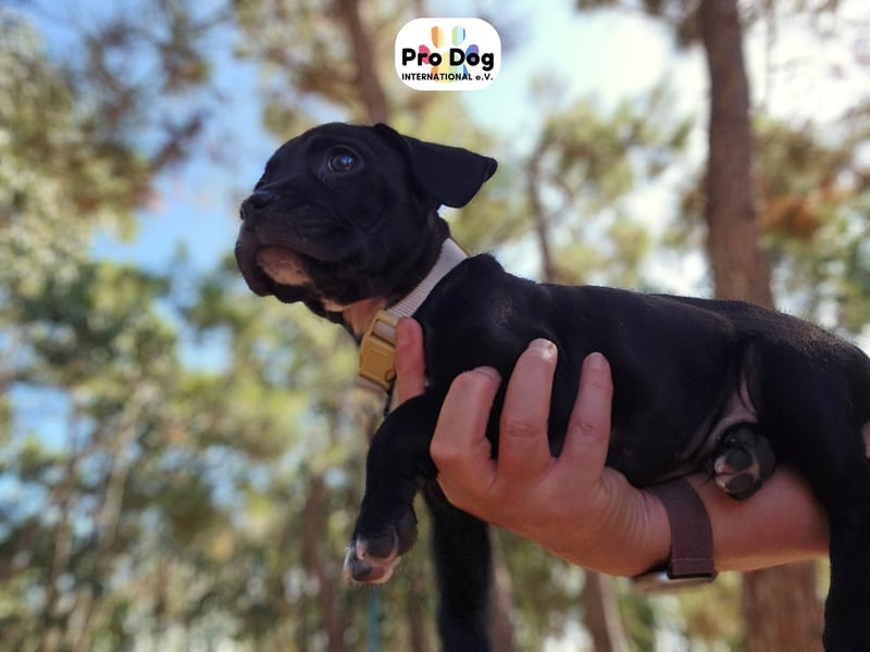 Hundebaby Sharik