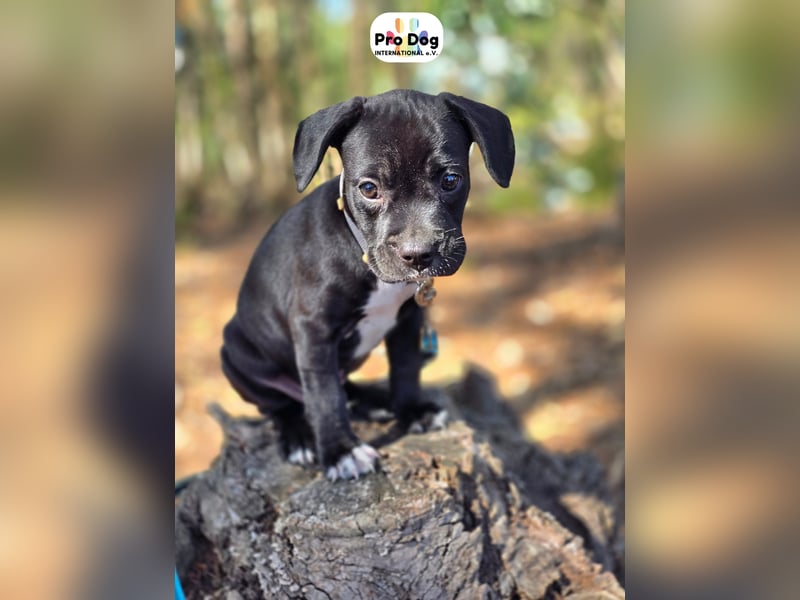 Hundebaby Sharik