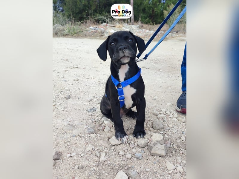 Hundebaby Sharik