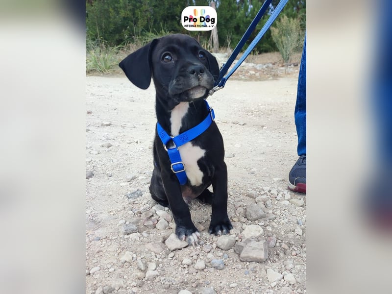 Hundebaby Sharik
