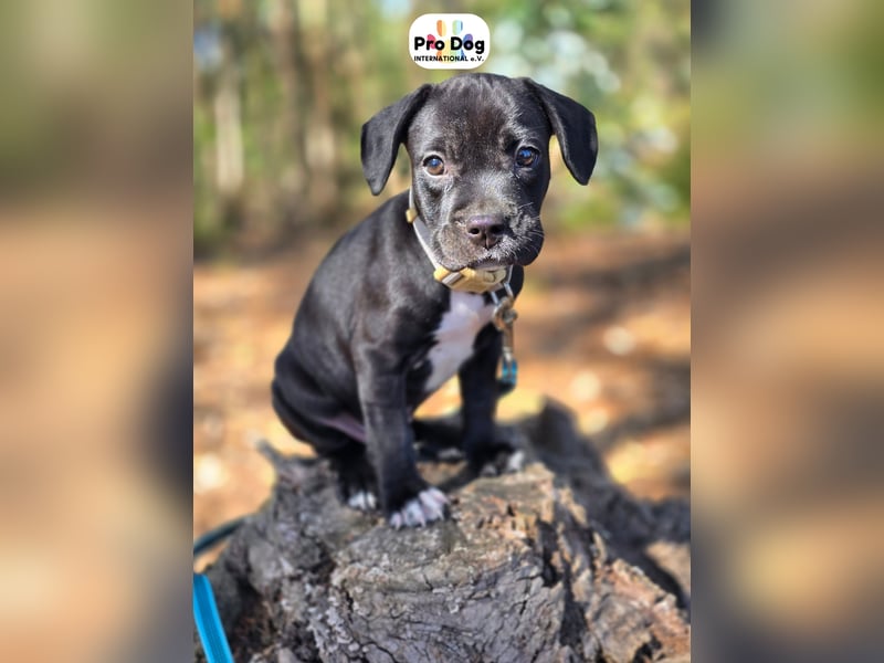 Hundebaby Sharik
