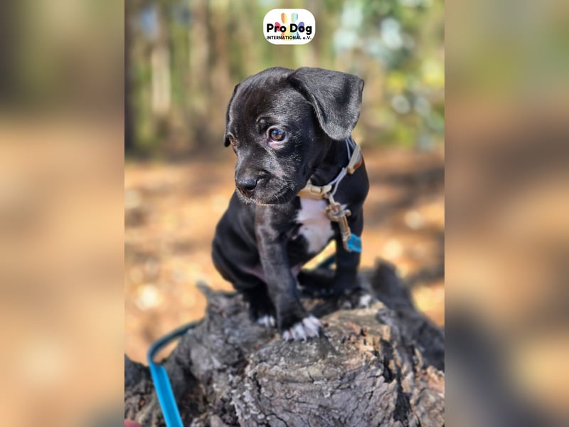 Hundebaby Sharik