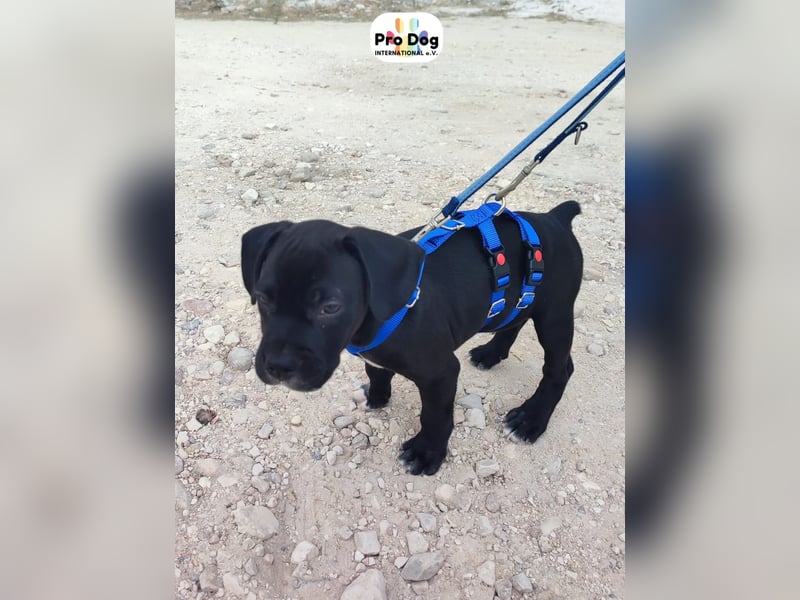 Hundebaby Sharik