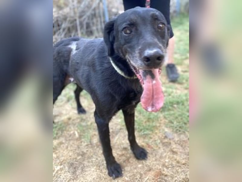 *Reserviert* Freundlicher Phoenix sucht Gnadenplatz