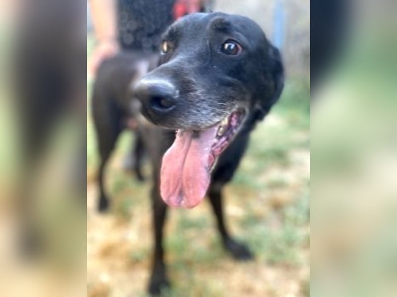 *Reserviert* Freundlicher Phoenix sucht Gnadenplatz
