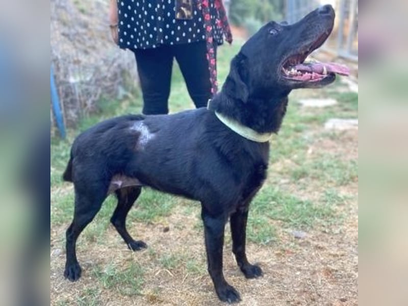 *Reserviert* Freundlicher Phoenix sucht Gnadenplatz