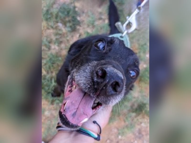 *Reserviert* Freundlicher Phoenix sucht Gnadenplatz