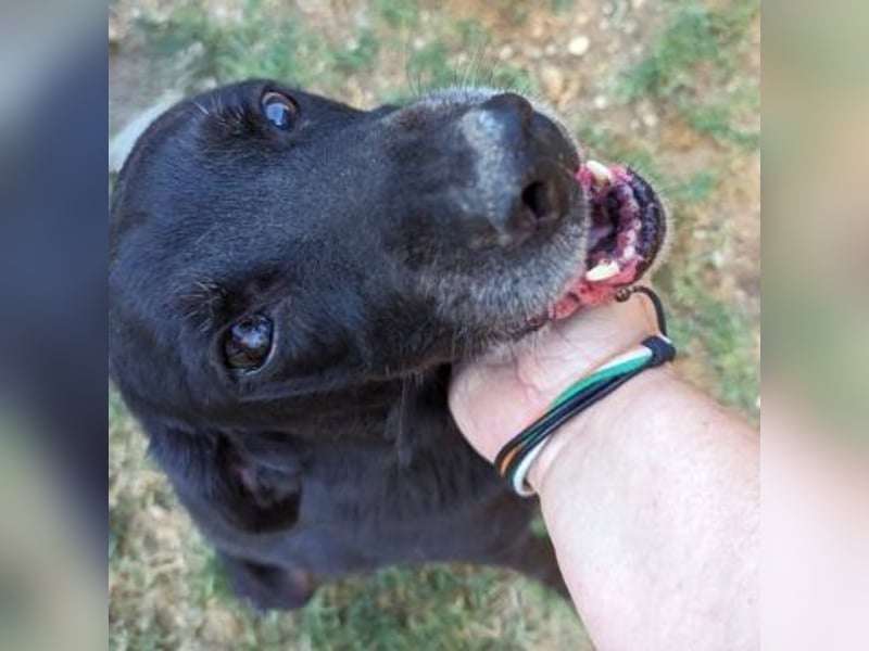 *Reserviert* Freundlicher Phoenix sucht Gnadenplatz