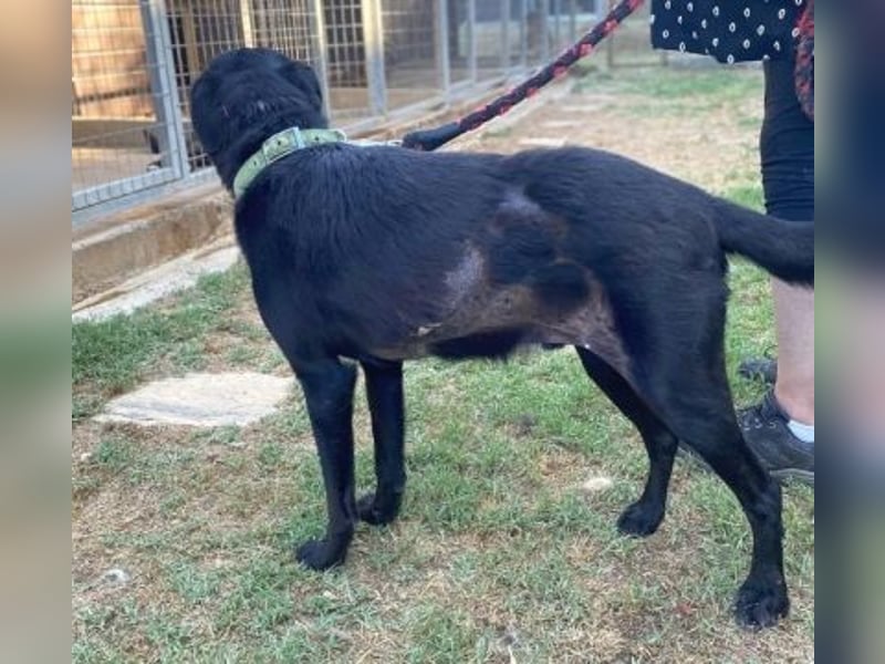 *Reserviert* Freundlicher Phoenix sucht Gnadenplatz