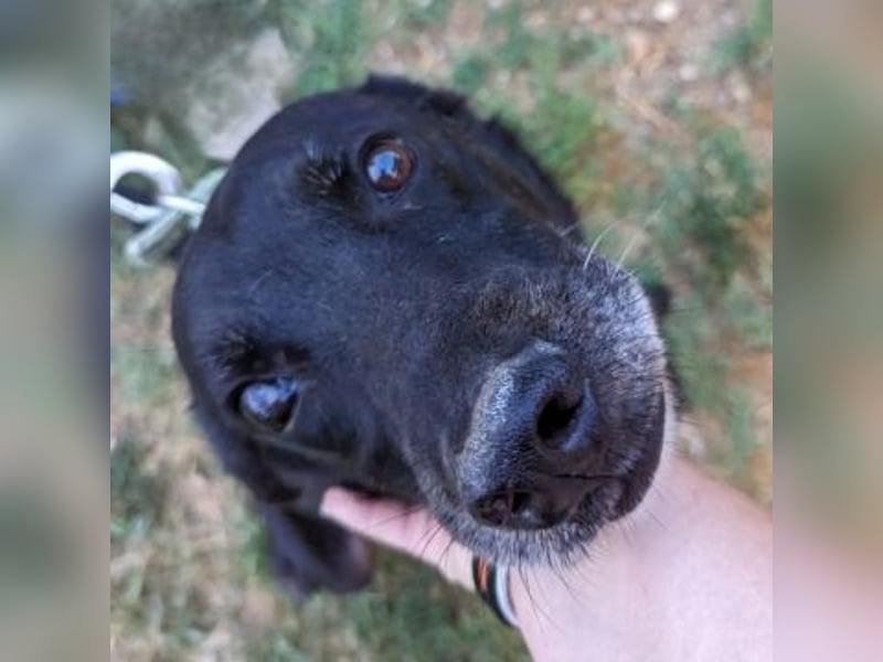 *Reserviert* Freundlicher Phoenix sucht Gnadenplatz