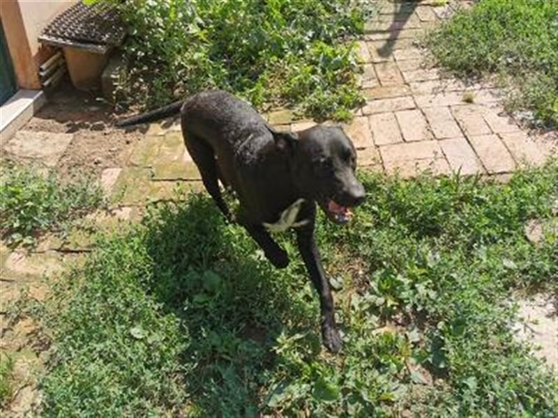 MARLEY, sucht sportliche, aktive Menschen