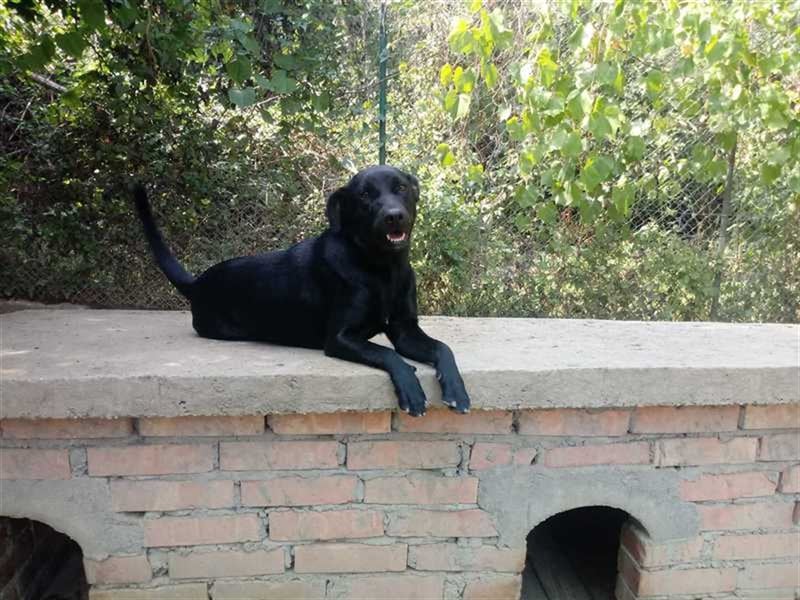 JACK, der ideale Familienhund