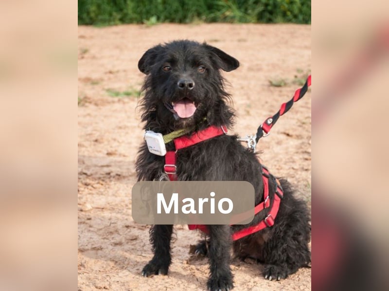 MARIO (Sucht Patenschaft)