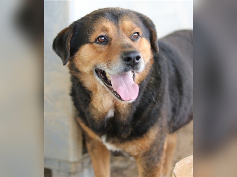 Dodger, geb. ca. 05/2015, lebt in GRIECHENLAND, auf einem Gelände, auf dem die Hunde notdürftig vers