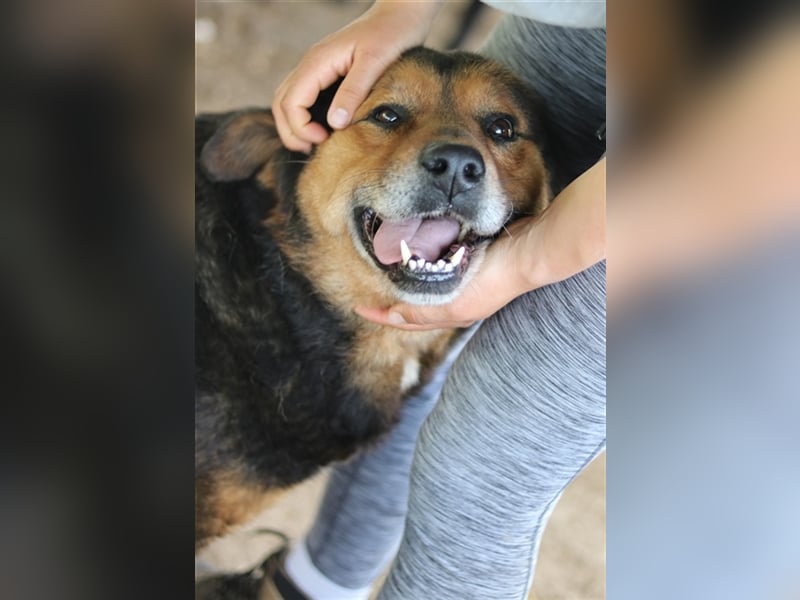 Dodger, geb. ca. 05/2015, lebt in GRIECHENLAND, auf einem Gelände, auf dem die Hunde notdürftig vers