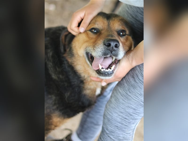 Dodger, geb. ca. 05/2015, lebt in GRIECHENLAND, auf einem Gelände, auf dem die Hunde notdürftig vers