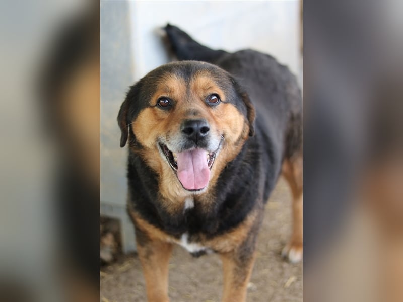 Dodger, geb. ca. 05/2015, lebt in GRIECHENLAND, auf einem Gelände, auf dem die Hunde notdürftig vers