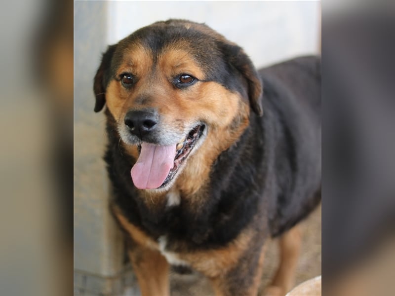 Dodger, geb. ca. 05/2015, lebt in GRIECHENLAND, auf einem Gelände, auf dem die Hunde notdürftig vers