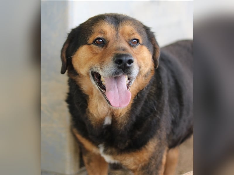 Dodger, geb. ca. 05/2015, lebt in GRIECHENLAND, auf einem Gelände, auf dem die Hunde notdürftig vers
