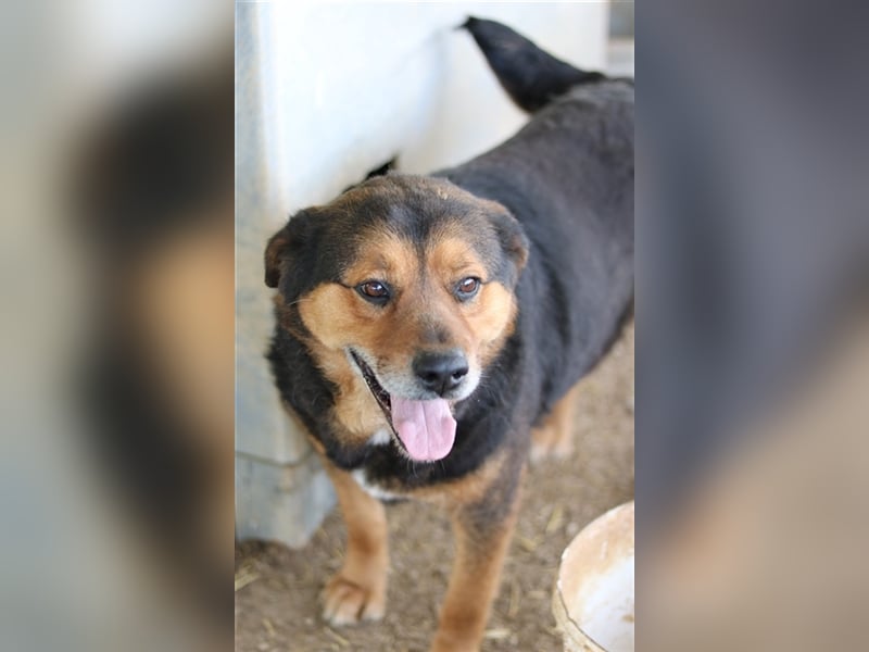Dodger, geb. ca. 05/2015, lebt in GRIECHENLAND, auf einem Gelände, auf dem die Hunde notdürftig vers