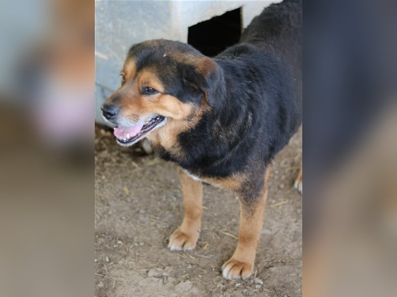 Dodger, geb. ca. 05/2015, lebt in GRIECHENLAND, auf einem Gelände, auf dem die Hunde notdürftig vers