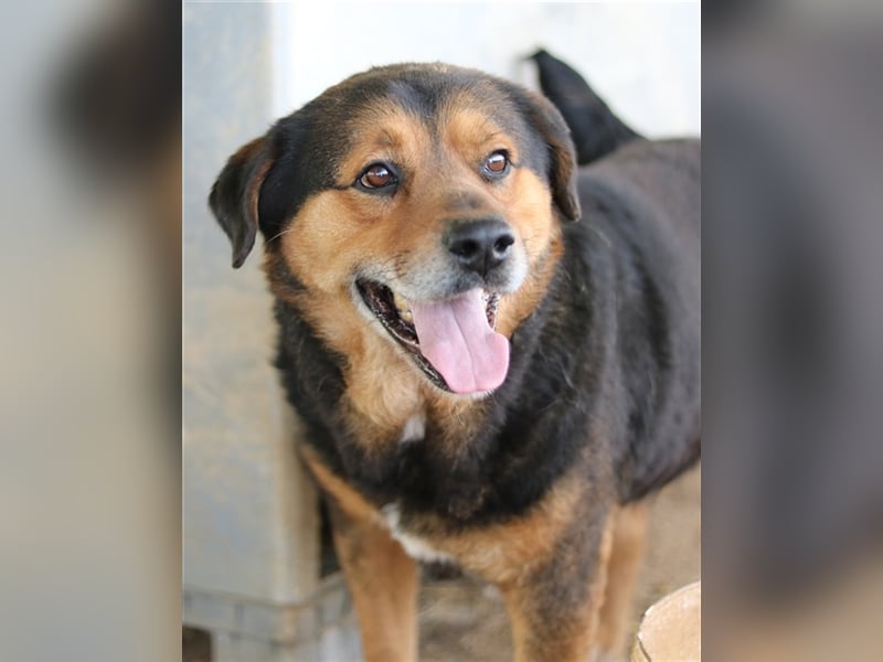Dodger, geb. ca. 05/2015, lebt in GRIECHENLAND, auf einem Gelände, auf dem die Hunde notdürftig vers