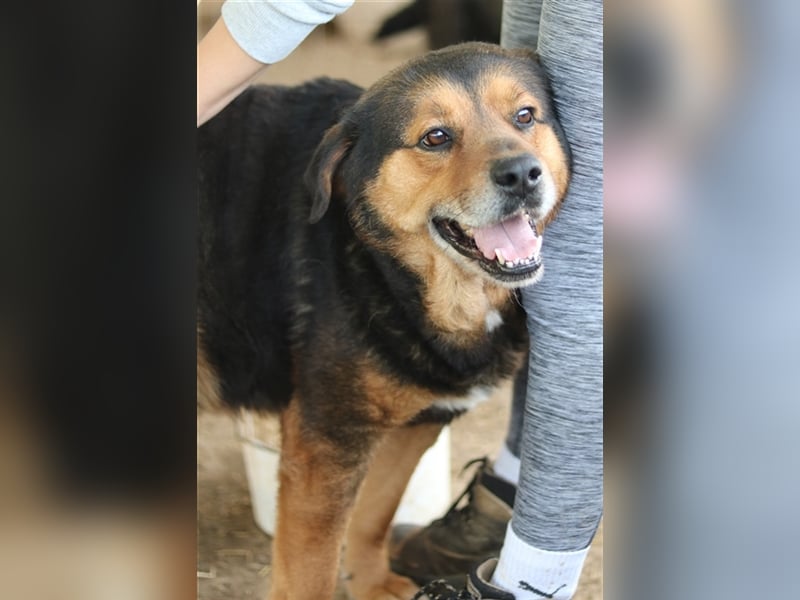 Dodger, geb. ca. 05/2015, lebt in GRIECHENLAND, auf einem Gelände, auf dem die Hunde notdürftig vers