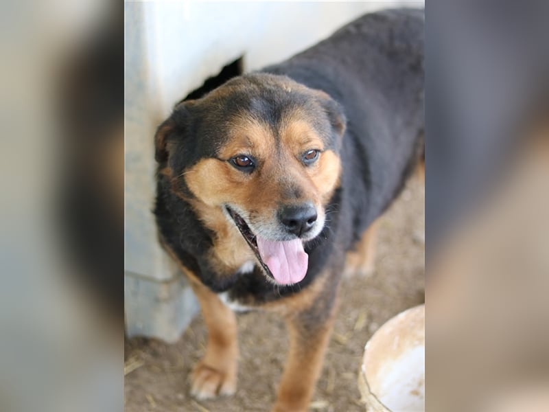 Dodger, geb. ca. 05/2015, lebt in GRIECHENLAND, auf einem Gelände, auf dem die Hunde notdürftig vers