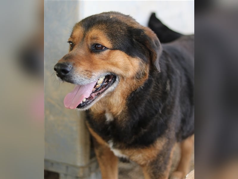 Dodger, geb. ca. 05/2015, lebt in GRIECHENLAND, auf einem Gelände, auf dem die Hunde notdürftig vers
