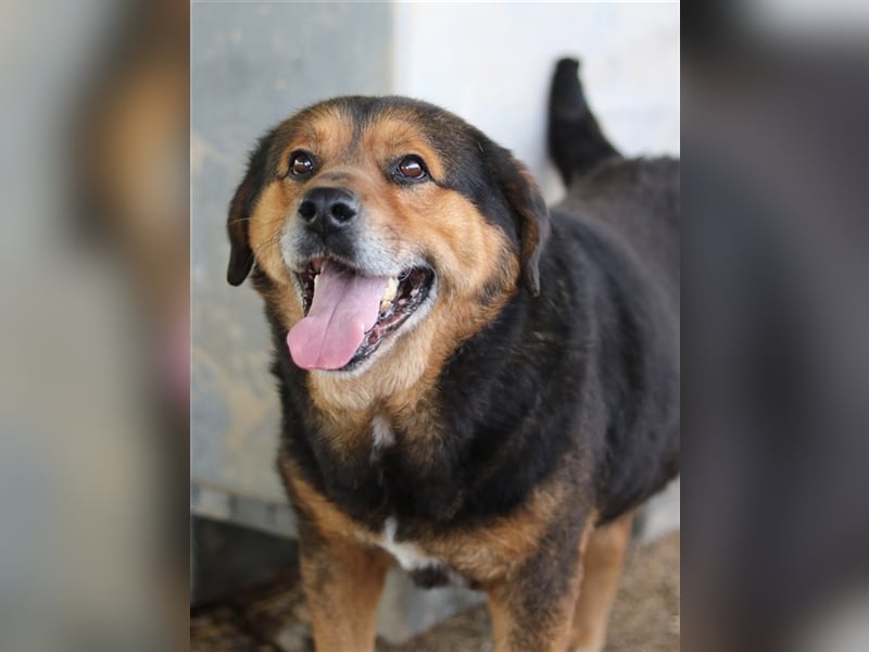 Dodger, geb. ca. 05/2015, lebt in GRIECHENLAND, auf einem Gelände, auf dem die Hunde notdürftig vers