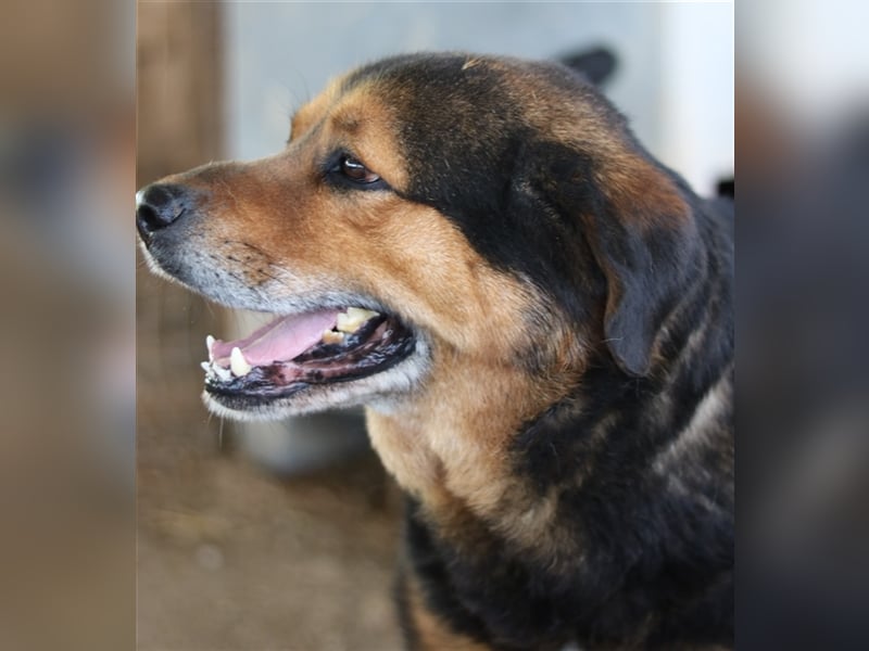 Dodger, geb. ca. 05/2015, lebt in GRIECHENLAND, auf einem Gelände, auf dem die Hunde notdürftig vers