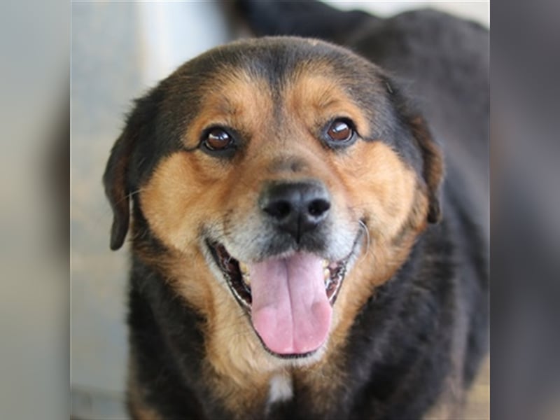 Dodger, geb. ca. 05/2015, lebt in GRIECHENLAND, auf einem Gelände, auf dem die Hunde notdürftig vers