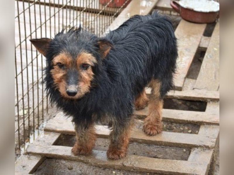 Barni, Terrier-Mix, die Erde ist mir das Liebste