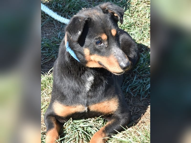 Scooby (Handicaphund) und Anna suchen ein zu Hause