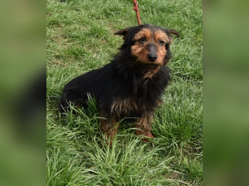 Barni, Terrier-Mix, die Erde ist mir das Liebste