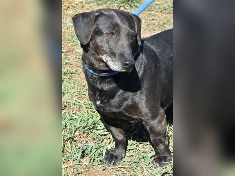Scooby (Handicaphund) und Anna suchen ein zu Hause