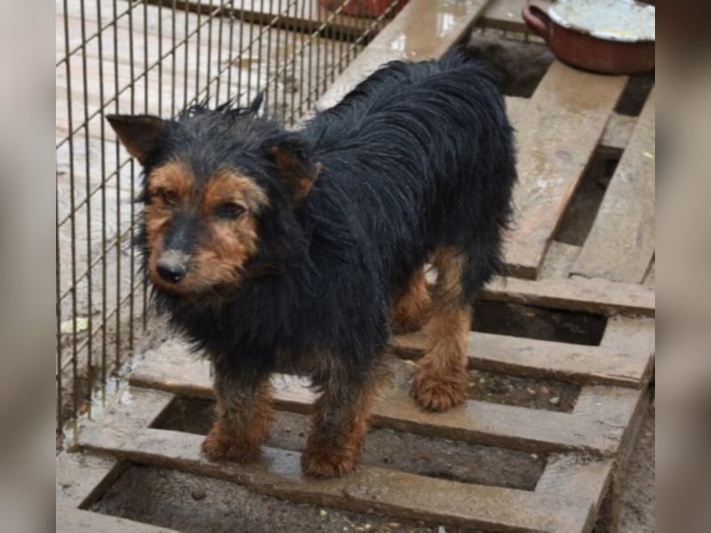 Barni, Terrier-Mix, die Erde ist mir das Liebste
