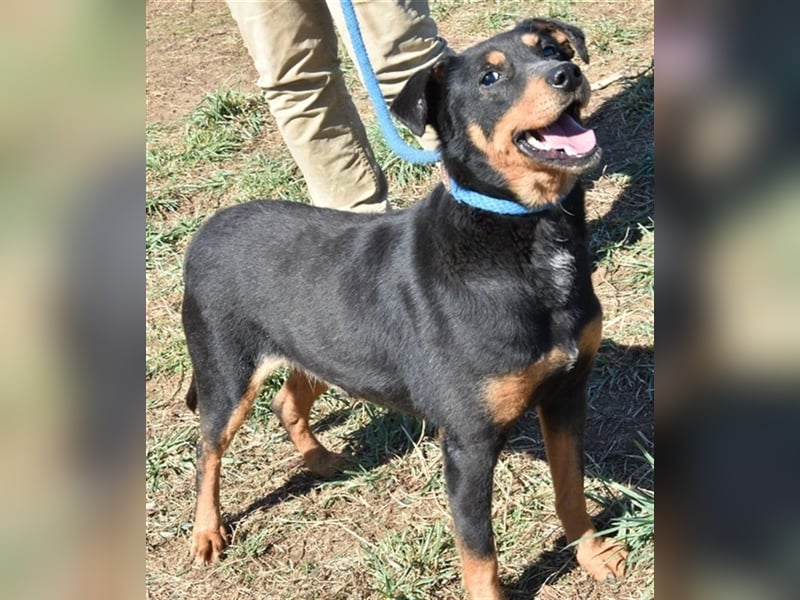 Scooby (Handicaphund) und Anna suchen ein zu Hause